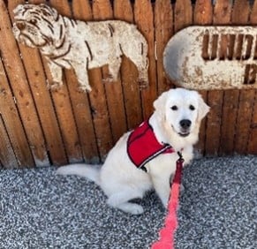 4 Paws for Ability